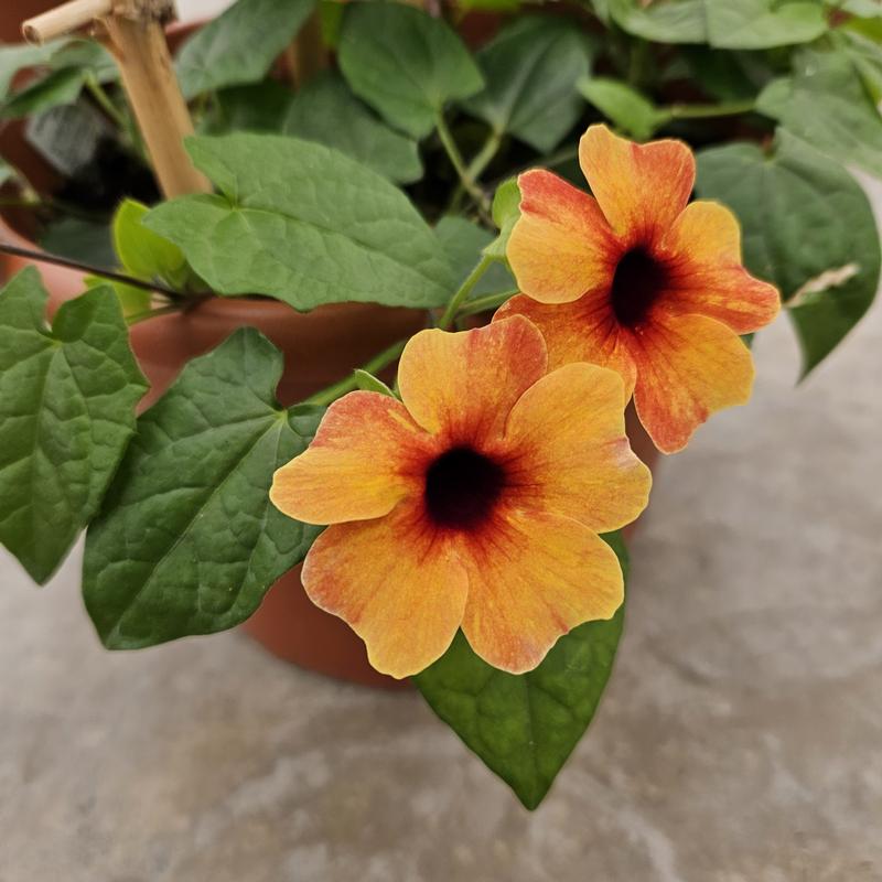 Thunbergia alata Tower Power 'Terracotta' - Thunbergia from Hillcrest Nursery