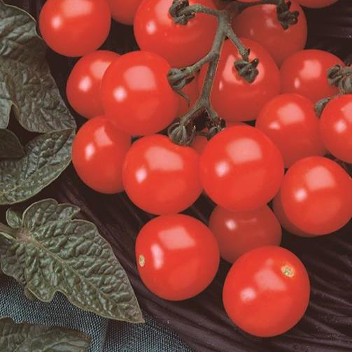 Lycopersicon esculentum 'Husky Cherry Red' - Tomato - Image courtesy of Ball Horticultural Company