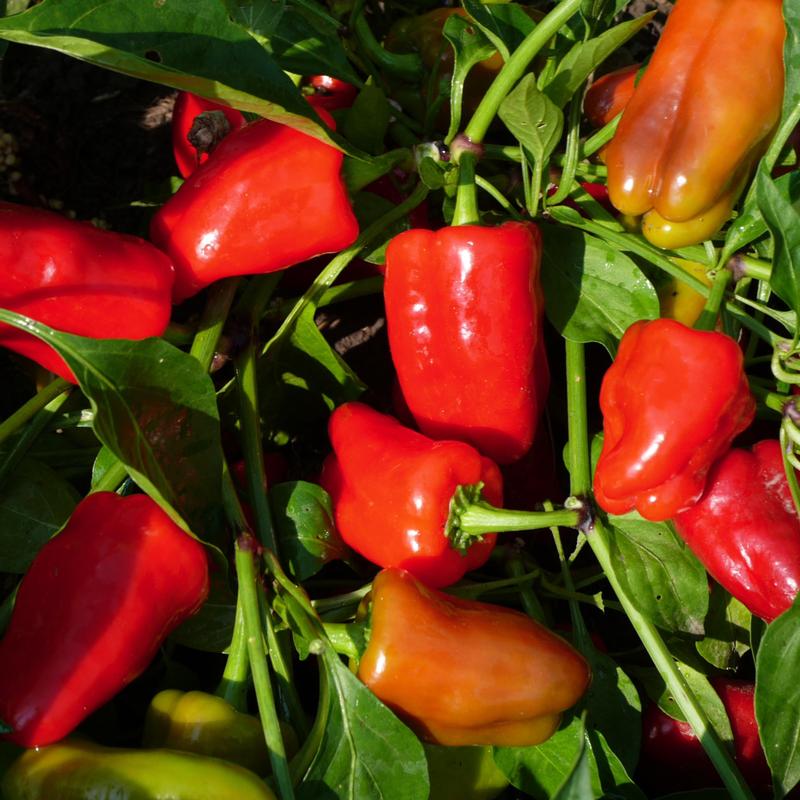 Capsicum annuum 'Cajun Belle' - Pepper - Image courtesy of Ball Horticultural Company