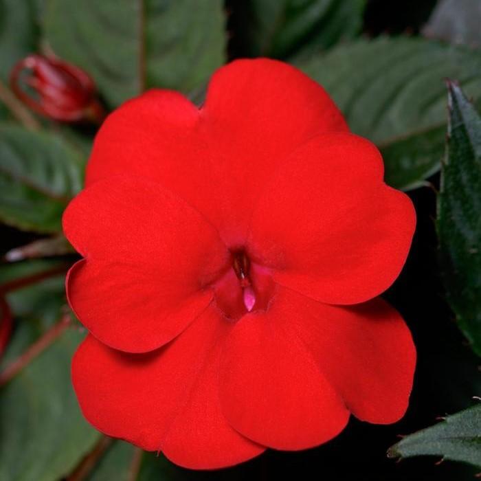 Impatiens hawkeri Sunpatiens Compact 'Deep Red' - Sunpatiens from Hillcrest Nursery