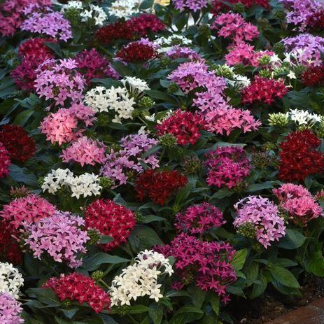 Pentas lanceolata Lucky Star 'Mix' - Pentas from Hillcrest Nursery