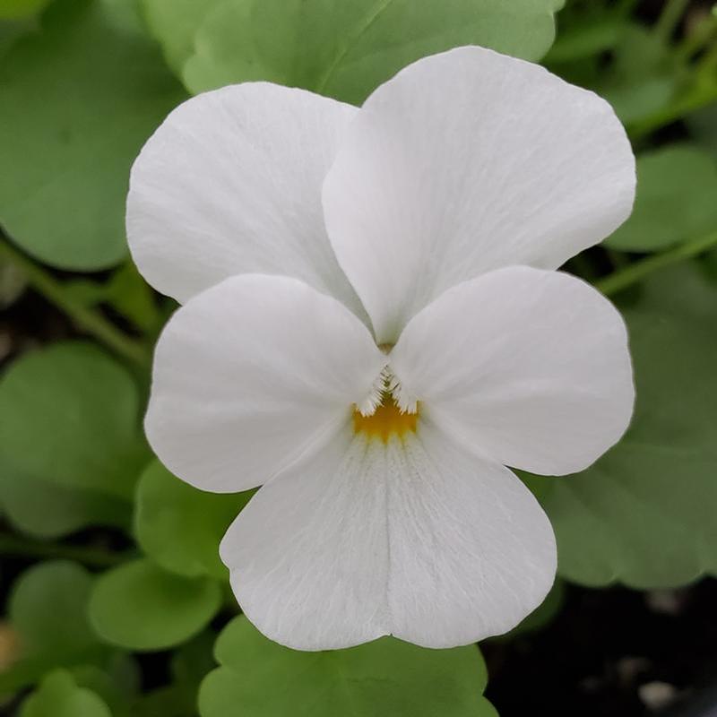 Viola cornuta ColorMax 'White' - Viola from Hillcrest Nursery