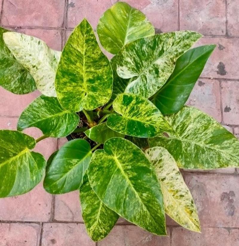 Philodendron giganteum 'Variegated' - Philodendron from Hillcrest Nursery