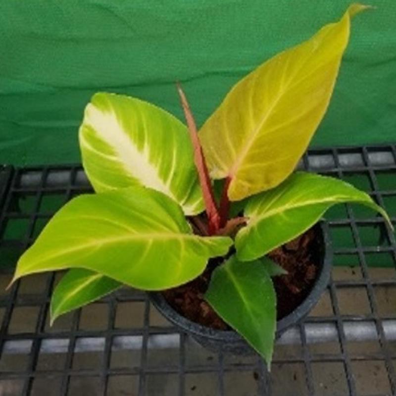 Philodendron erubescens 'Red Cherry' - Philodendron from Hillcrest Nursery