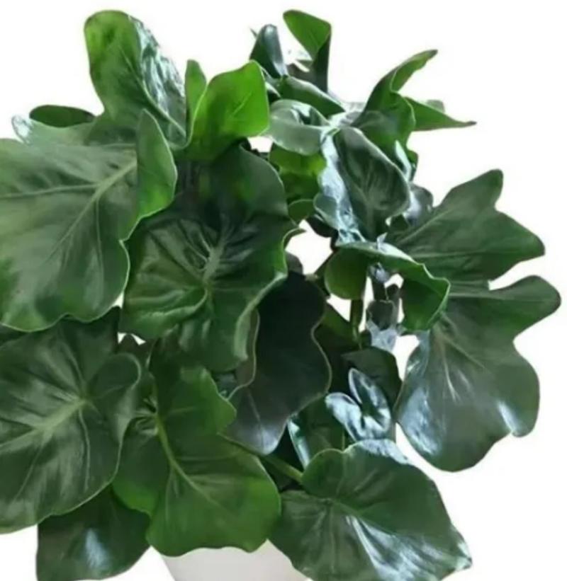 Philodendron bipinnatifidum 'Super Atom' - Philodendron from Hillcrest Nursery