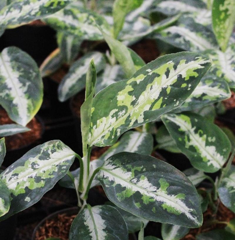 Aglaonema pictum tricolor 'Camouflage' - Chinese Evergreen from Hillcrest Nursery