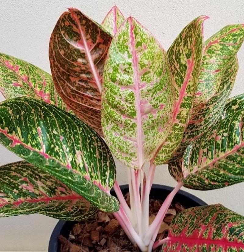 Aglaonema x hybrida 'Ruay Lone Fah' - Chinese Evergreen from Hillcrest Nursery