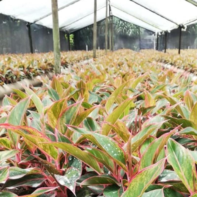 Aglaonema x hybrida 'Siam Aurora' - Chinese Evergreen from Hillcrest Nursery