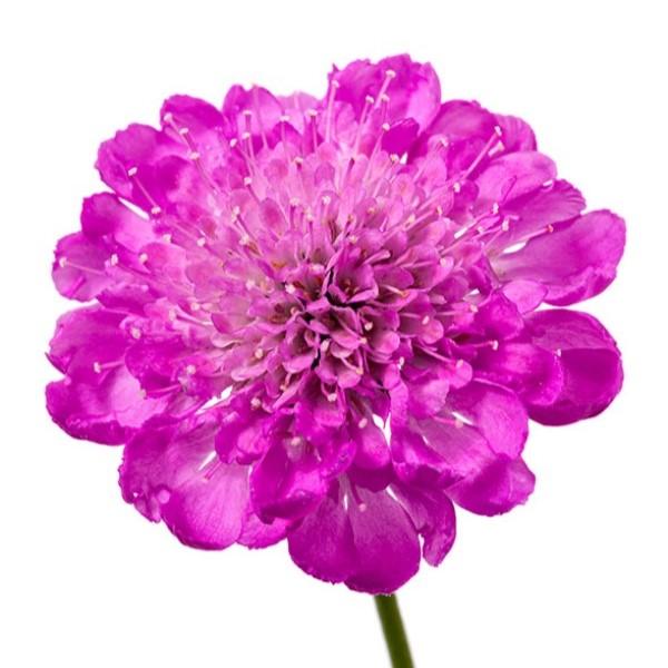 Scabiosa Giga 'PInk' - Pin Cushion Flower from Hillcrest Nursery