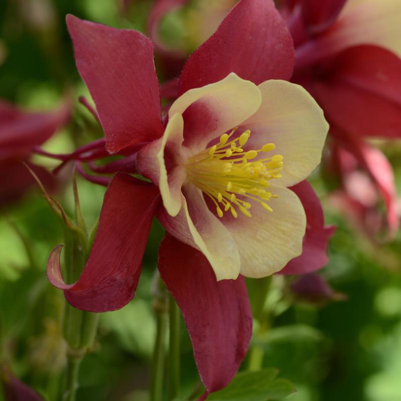 Aquilegia Early Bird 'Red Yello' - Columbine from Hillcrest Nursery