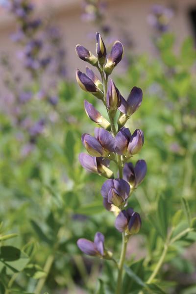 False Indigo Baptisia x varicolor Twilight Prairie Blues from Hillcrest ...