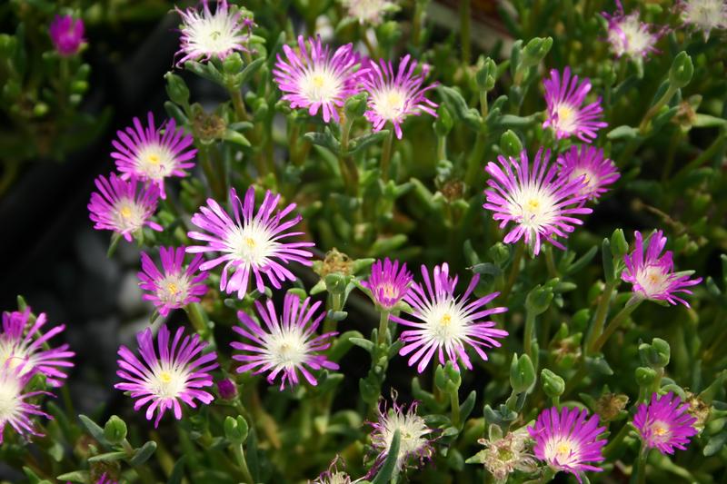 Hardy Ice Plant Delosperma floribundum Starburst from Hillcrest Nursery