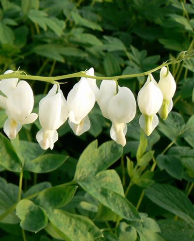 White Bleeding Heart Dicentra spectabilis Alba from Hillcrest Nursery