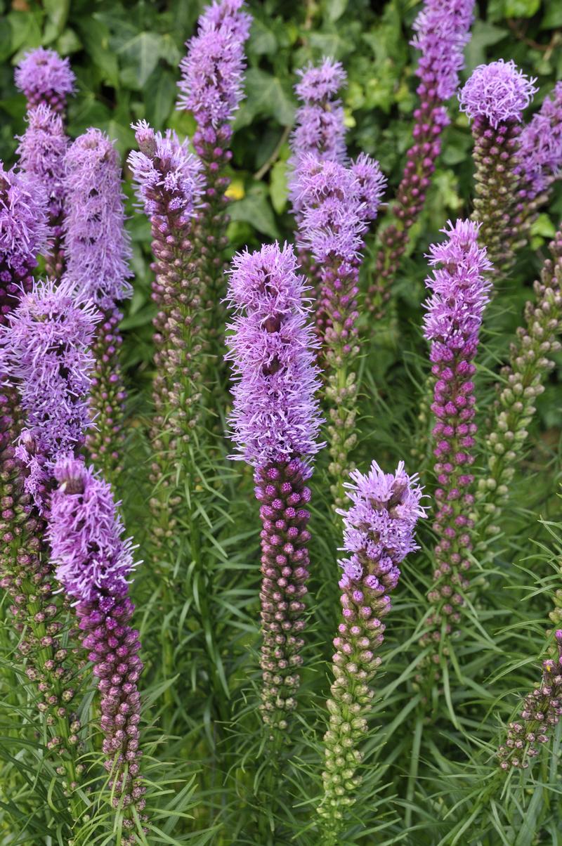 Blazing Star Liatris spicata Star from Hillcrest Nursery