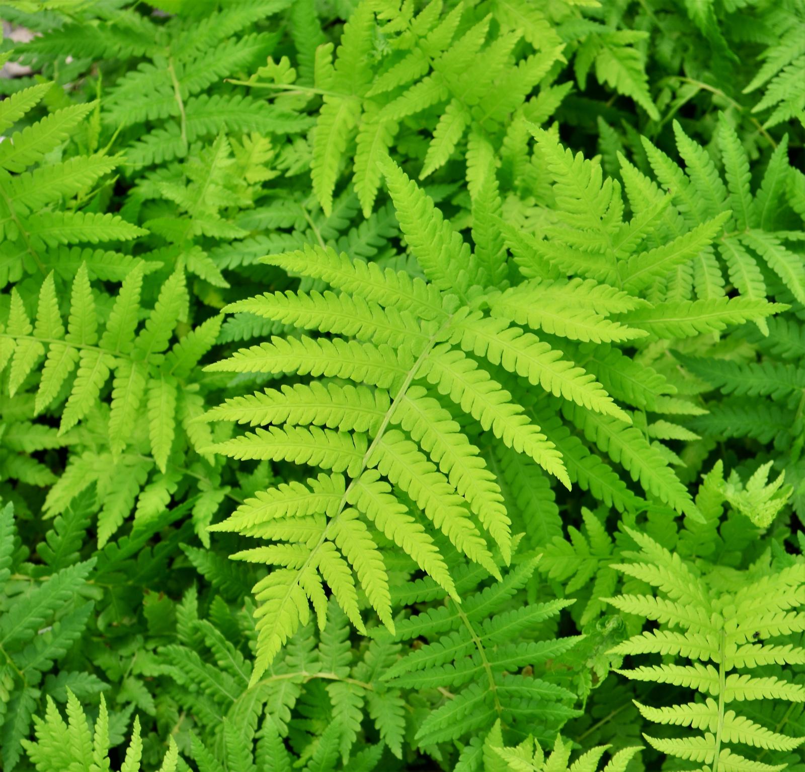 Fern: Matteuccia struthiopteris 'Ostrich' - Fern from Hillcrest Nursery