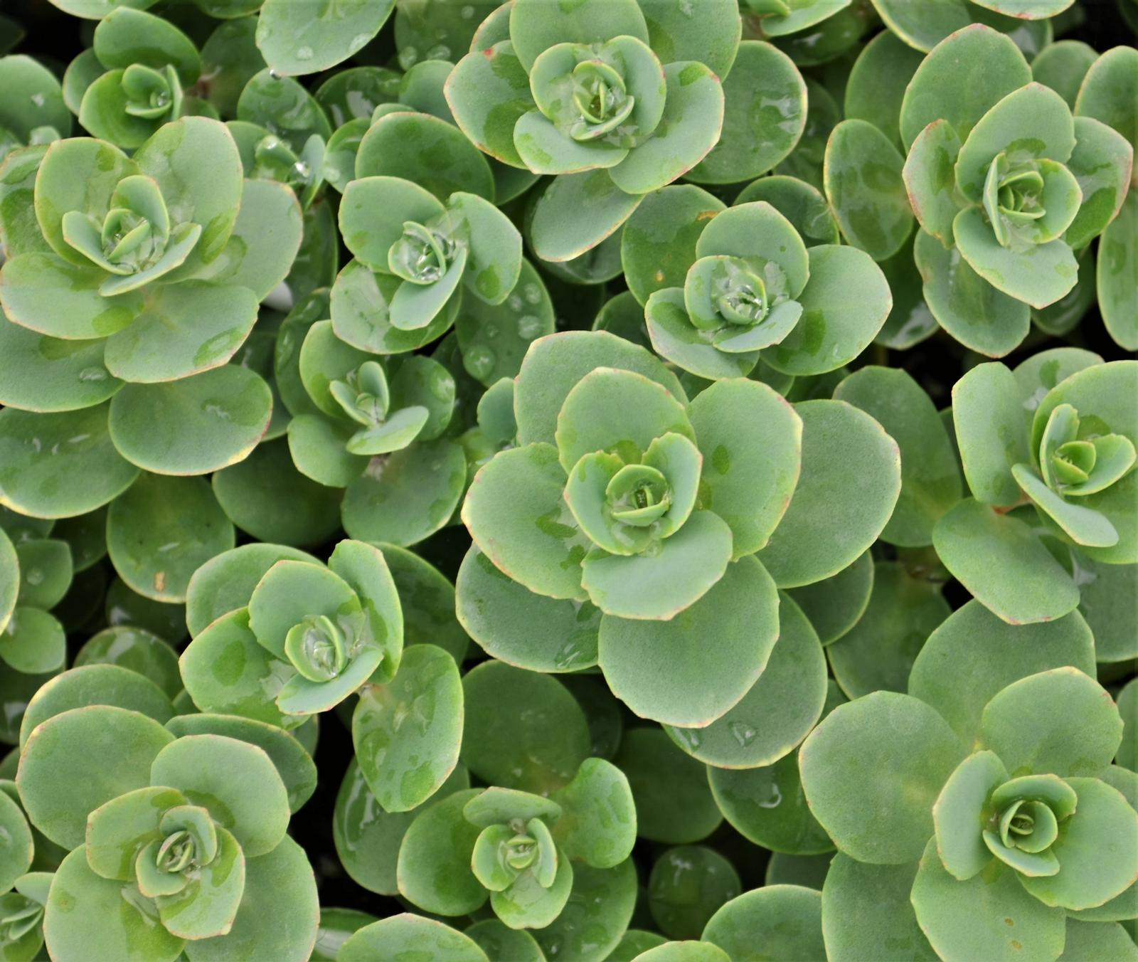 Sedum SunSparkler 'Lime Zinger' - Stonecrop from Hillcrest Nursery