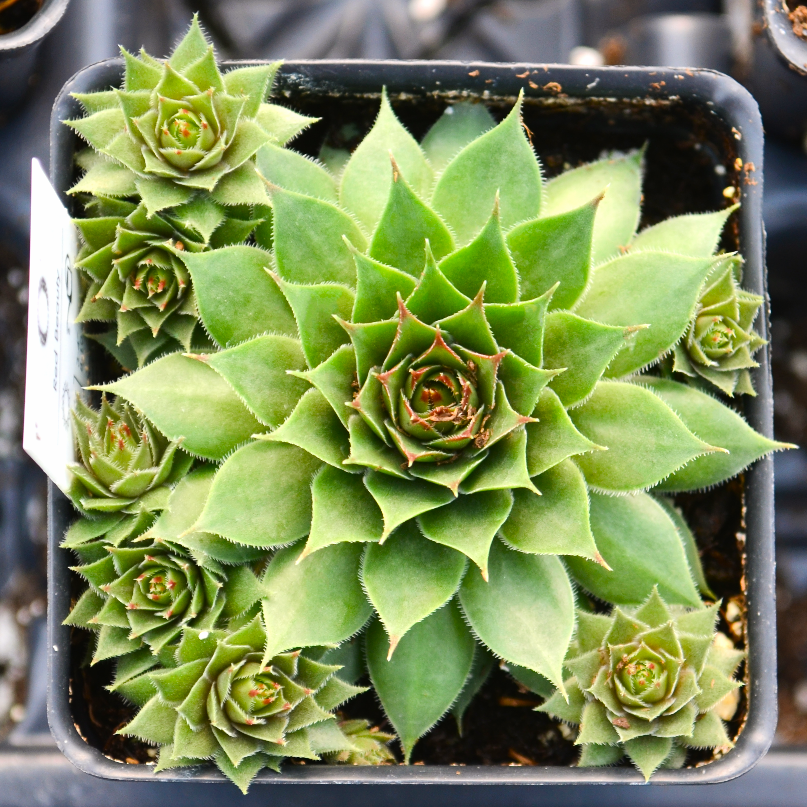 Hens and Chicks Sempervivum Red Beauty from Hillcrest Nursery