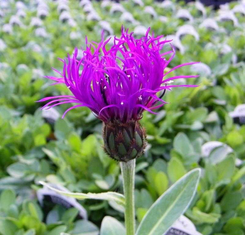 Centaurea montana 'Amethyst Dream' - Bachelor's Button from Hillcrest Nursery