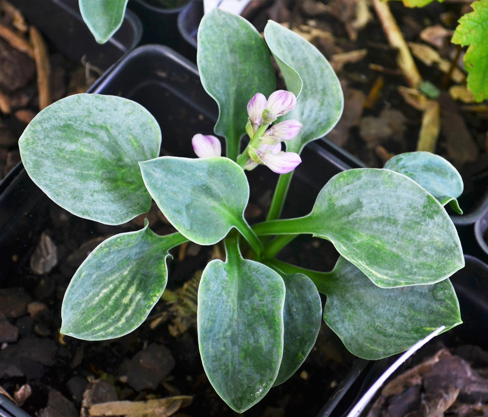 Hosta 'Blue Mouse Ears' - Plantain Lily from Hillcrest Nursery