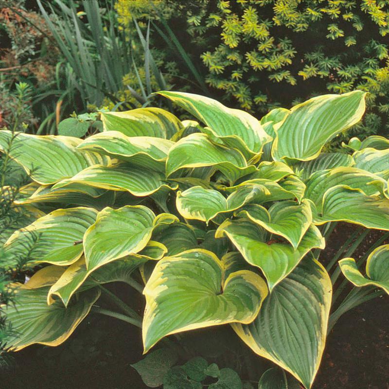 Plantain Lily Hosta Victory from Hillcrest Nursery