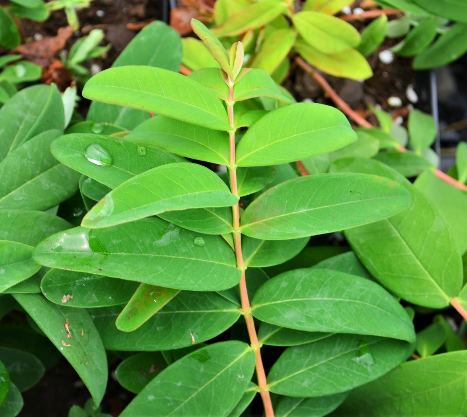 Hypericum calycinum - St. John's Wort from Hillcrest Nursery