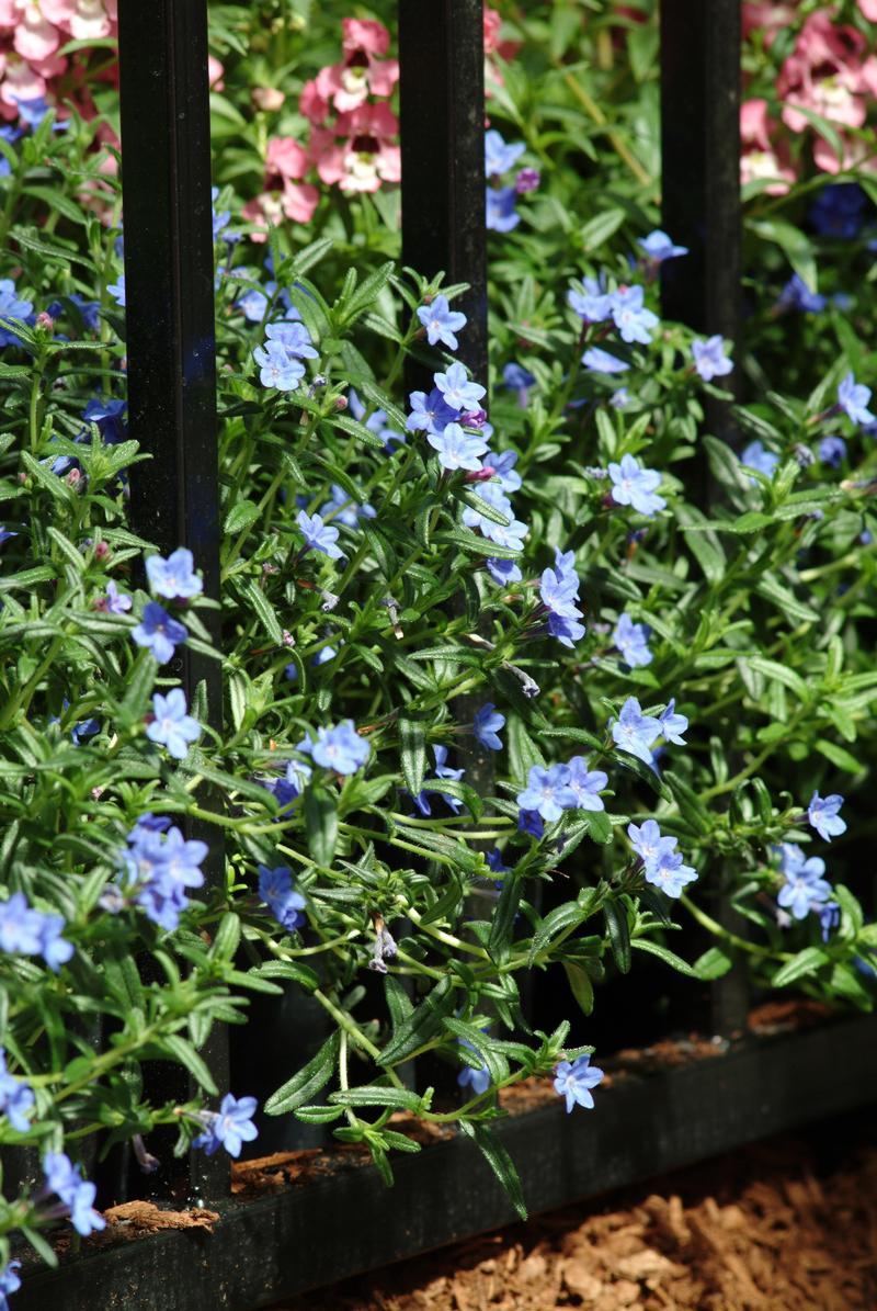 Lithospermum Lithodora diffusa Grace Ward from Hillcrest Nursery