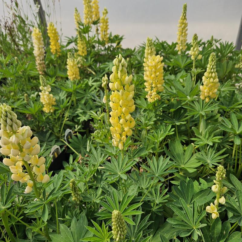 Lupinus polyphyllus Mini Gallery 'Yellow' - Lupine from Hillcrest Nursery
