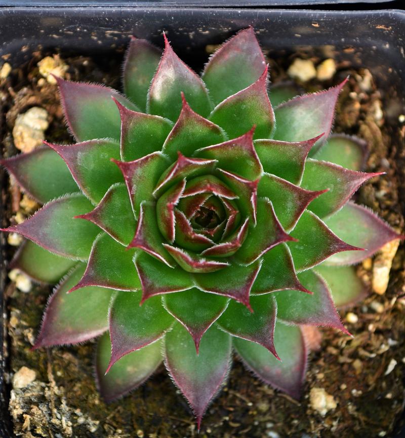 Sempervivum 'Black' - Hens and Chicks from Hillcrest Nursery