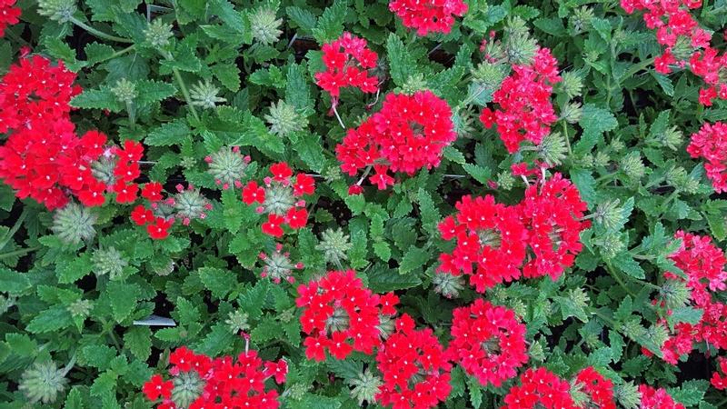 Vervain Verbena canadensis Homestead Red from Hillcrest Nursery