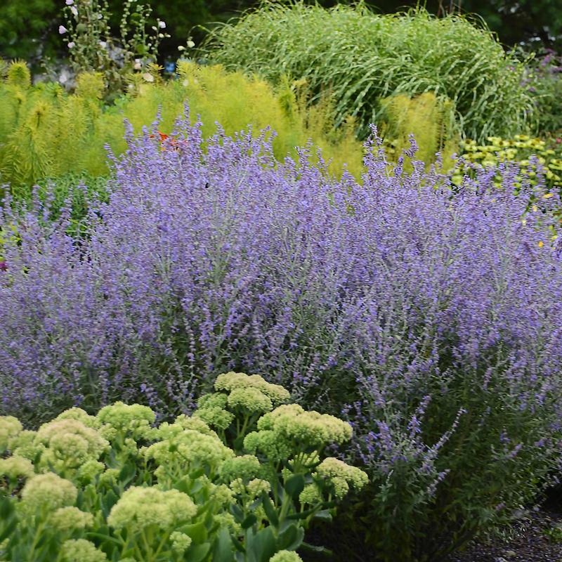 Russian Sage Perovskia atriplicifolia Rocketman from Hillcrest Nursery