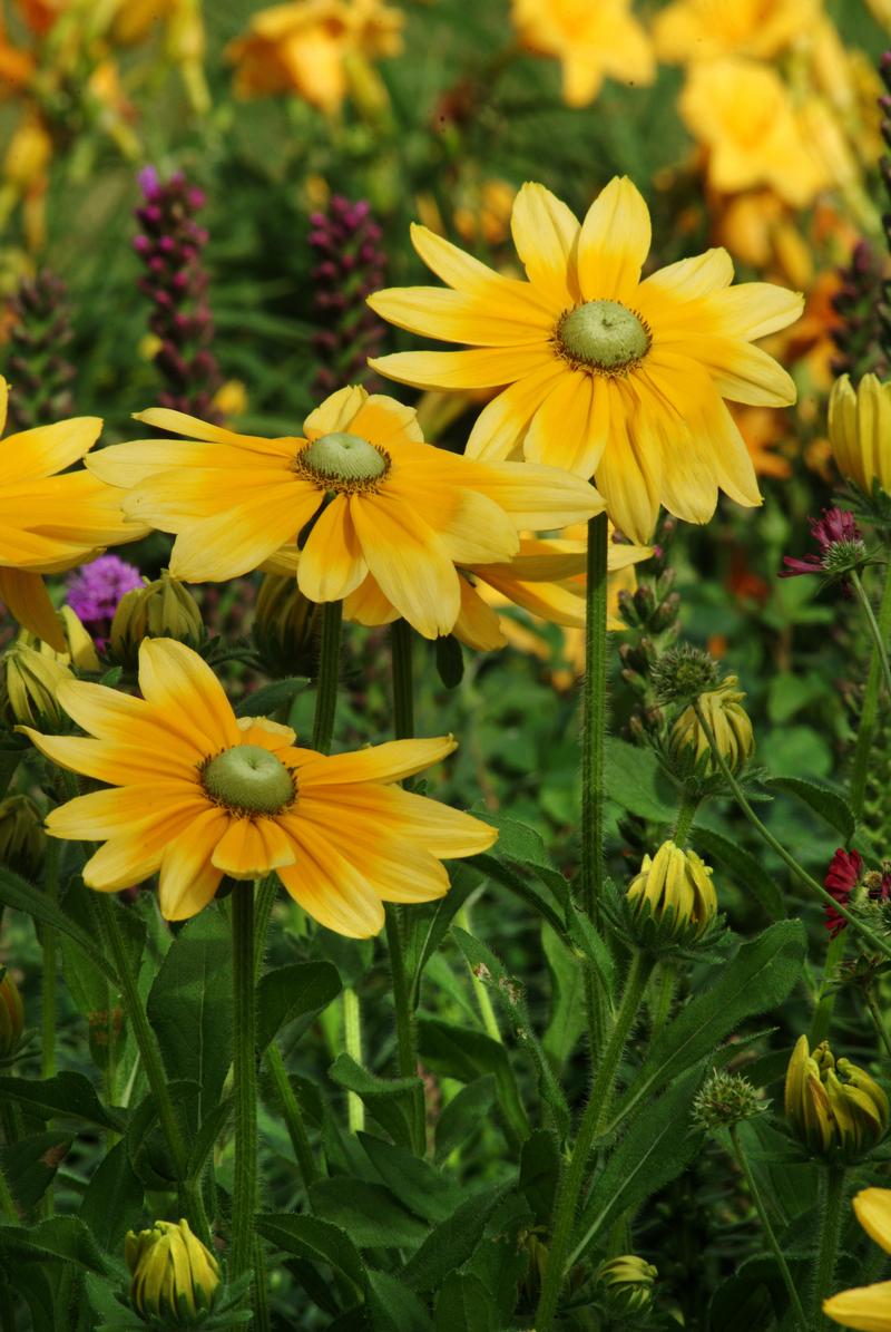 Black-Eyed Susan Rudbeckia hirta Irish Eyes from Hillcrest Nursery