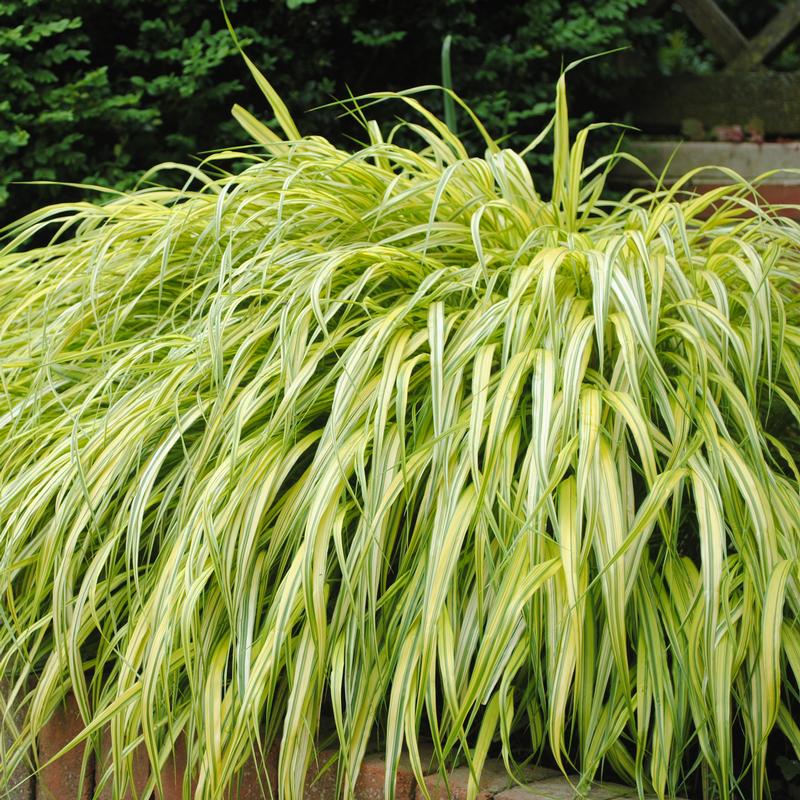 Golden Variegated Hakone Grass Grass: Hakonechloa macra Aureola from ...