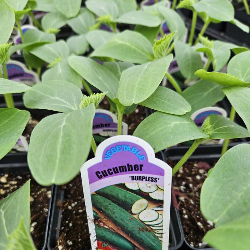 Cucumis sativus 'Burpless' - Cucumber from Hillcrest Nursery