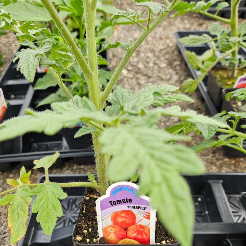 Lycopersicon esculentum 'Pineapple' - Tomato from Hillcrest Nursery