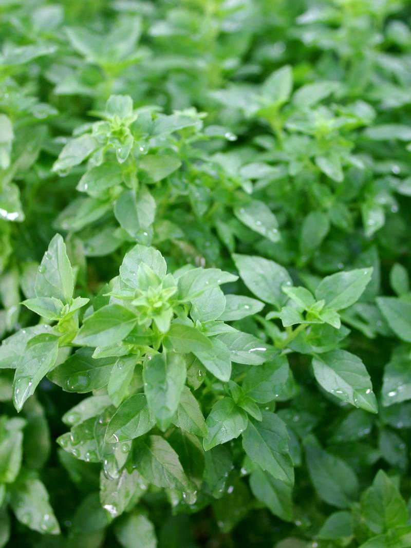 Basil - Finished Ocimum basilicum Cuban from Hillcrest Nursery