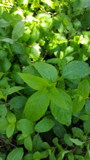 Mint Double Mentha Spicata Double From Hillcrest Nursery