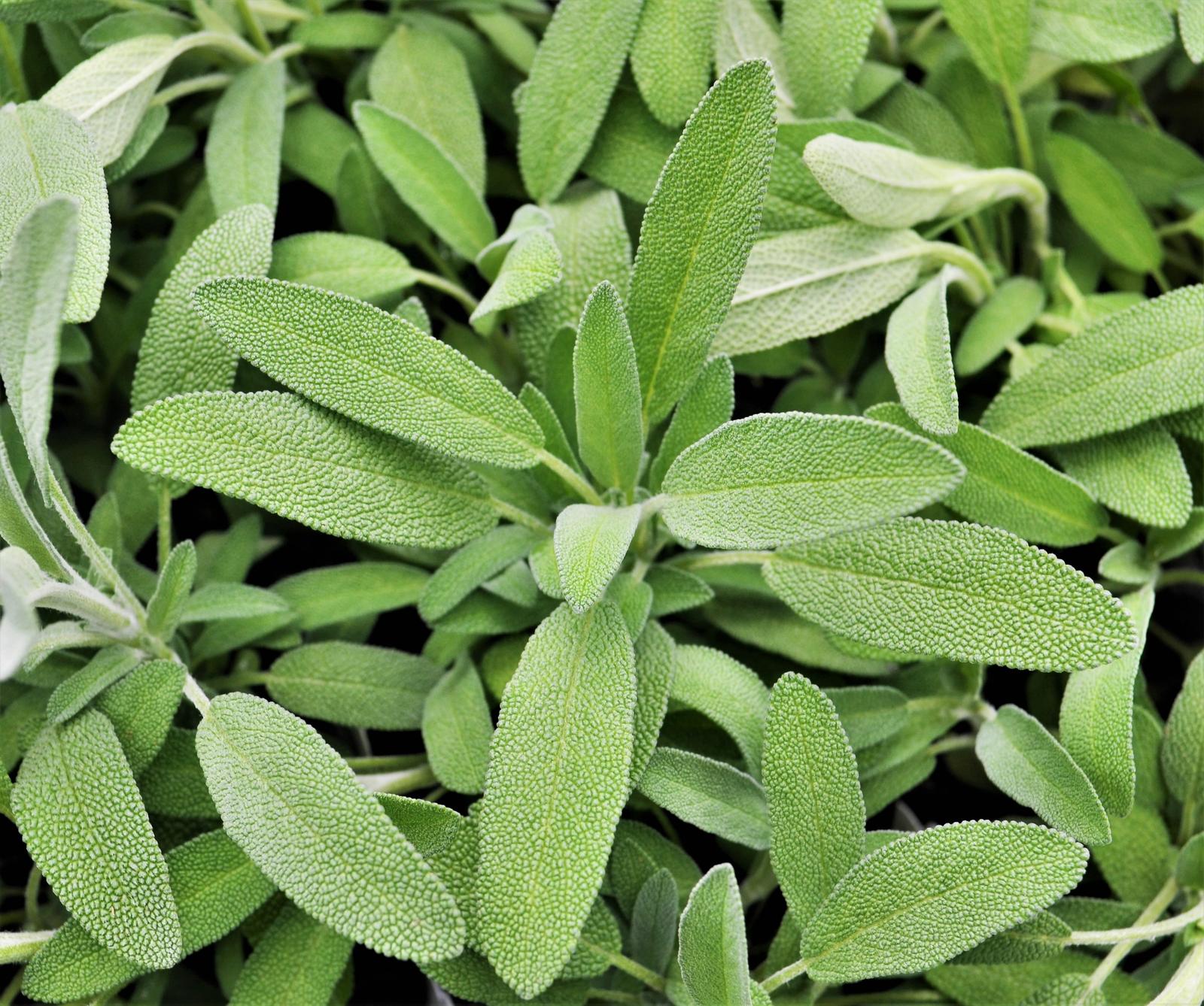 Salvia officinalis 'Dwarf' - Sage - Finished from Hillcrest Nursery