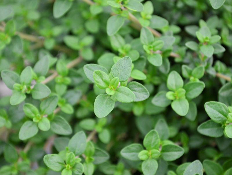 Thymus vulgaris 'Dot Wells' - Thyme - Finished from Hillcrest Nursery