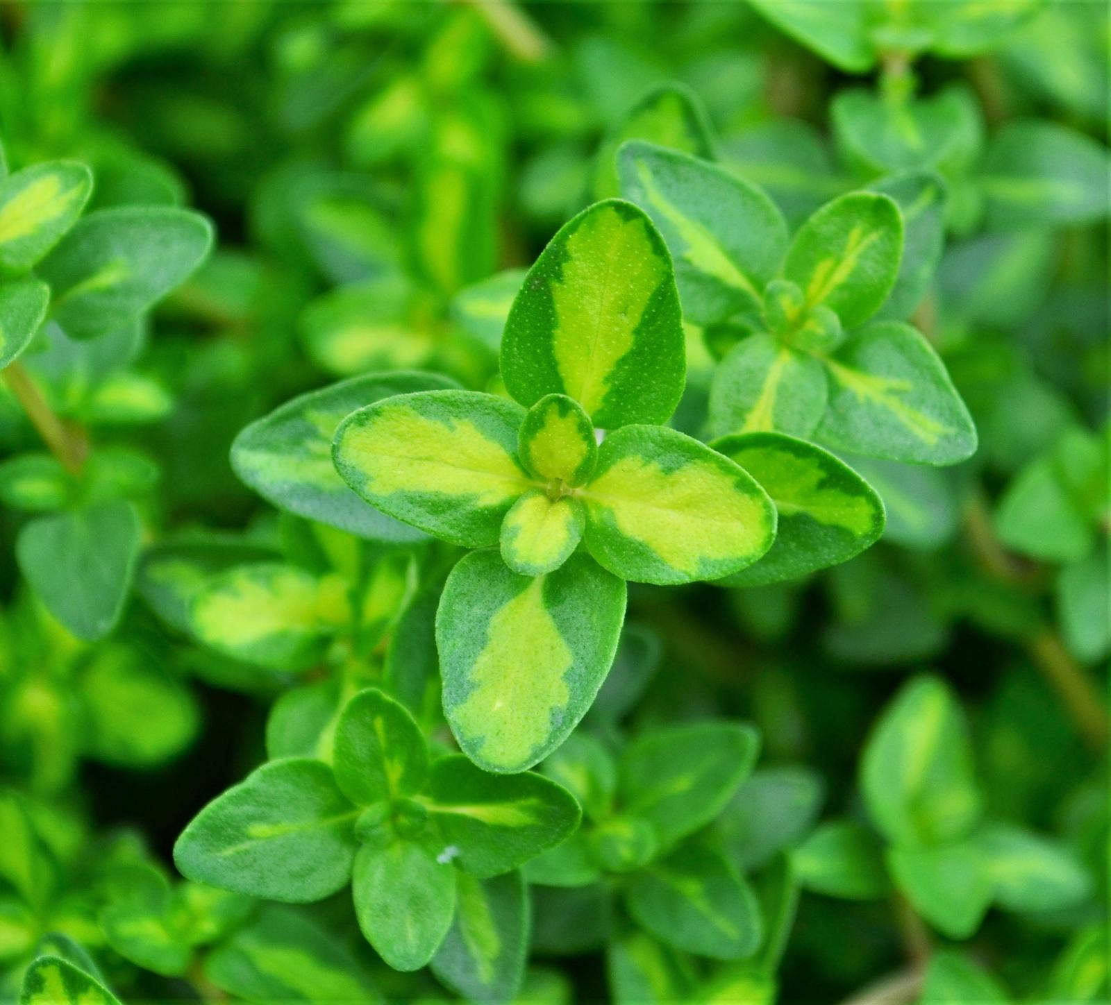 Thymus vulgaris 'English Wedgewood' - Thyme - Finished from Hillcrest Nursery