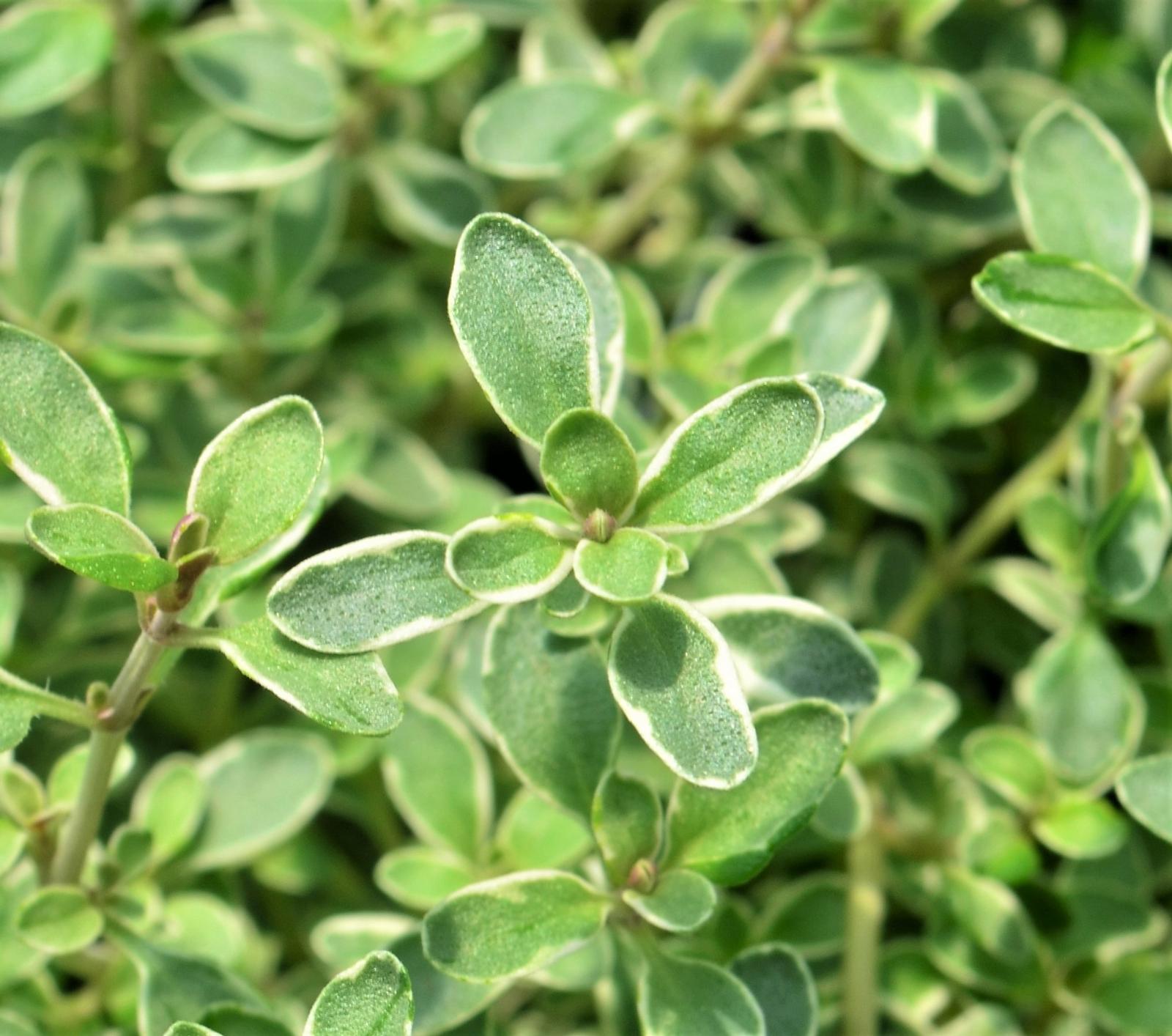 Thymus argentea 'Hi Ho' - Thyme - Finished from Hillcrest Nursery