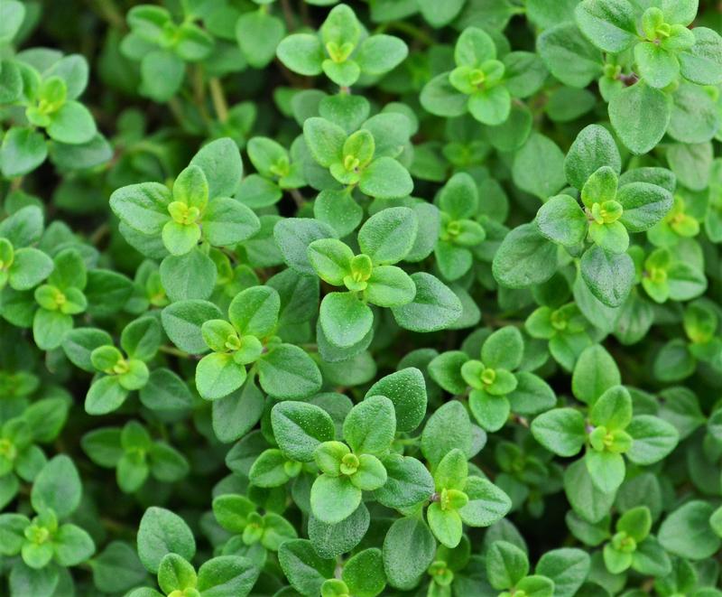 Thymus x citriodorus 'Lemon' - Thyme - Finished from Hillcrest Nursery