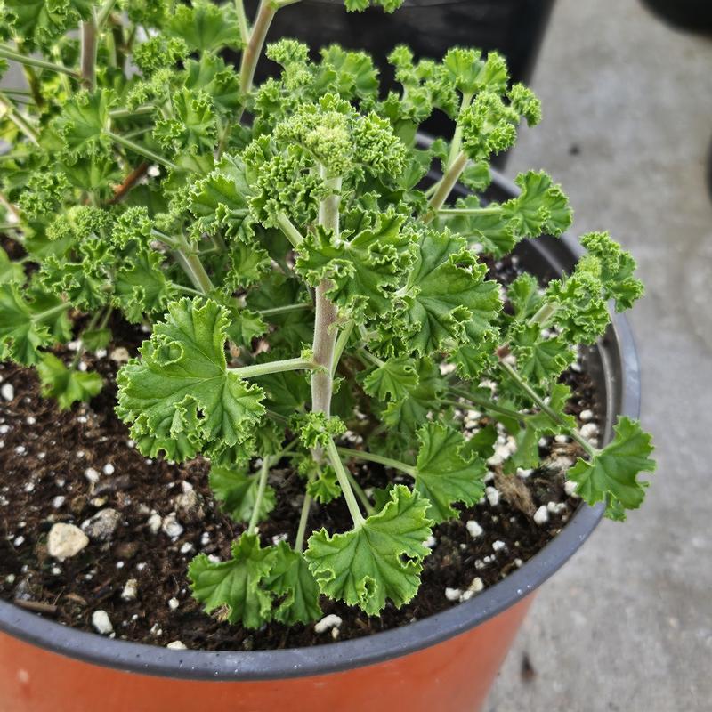 Pelargonium crispum 'Lemon' - Geranium Scented - Finished from Hillcrest Nursery