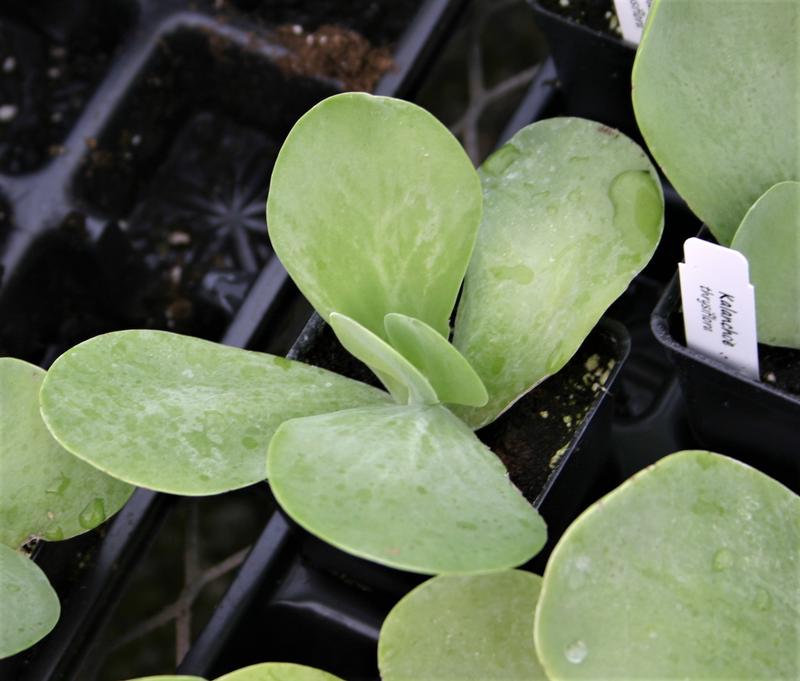 Kalanchoe thrysiflora - Kalanchoe Flapjacks from Hillcrest Nursery