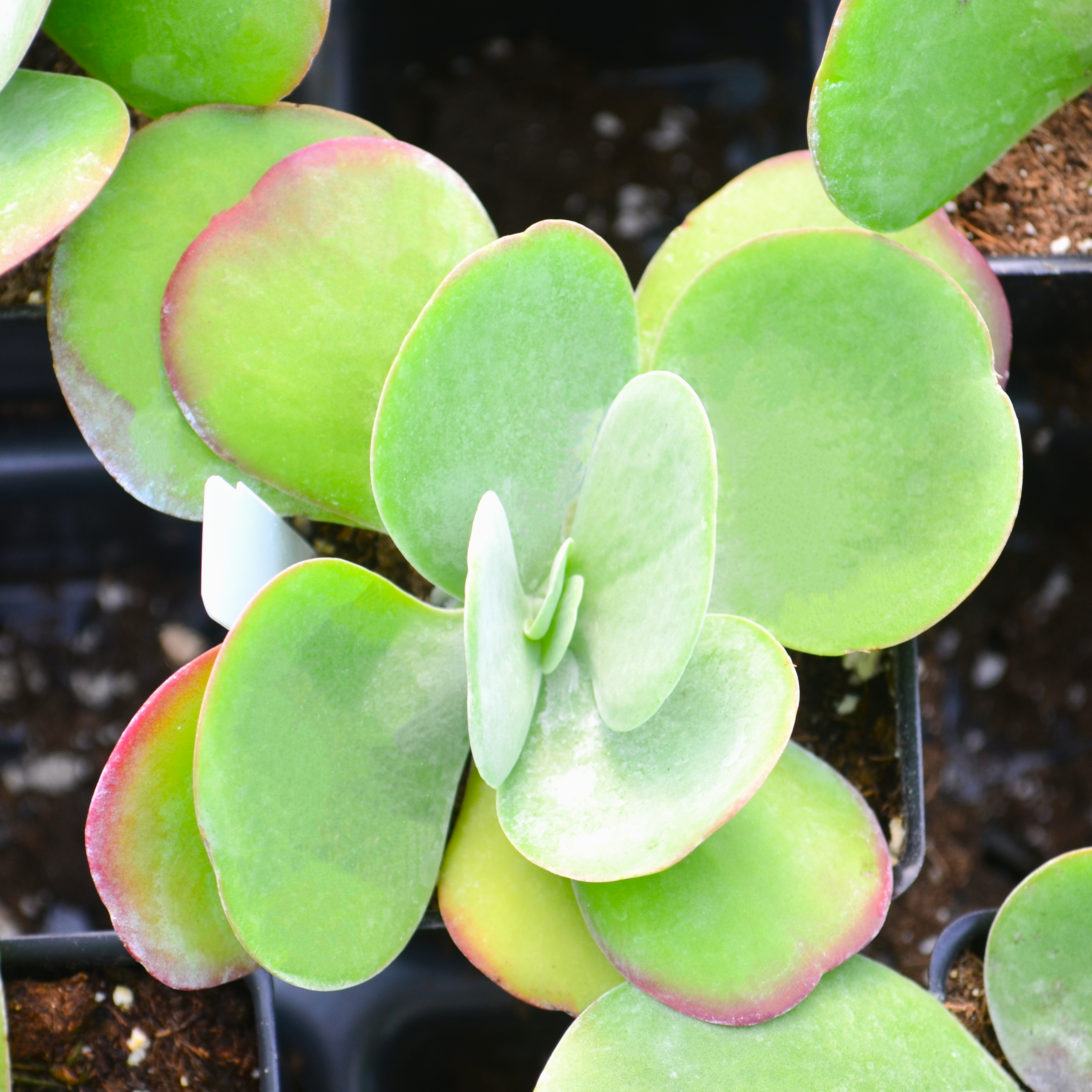 Kalanchoe thrysiflora 'Desert Rose' - Kalanchoe from Hillcrest Nursery