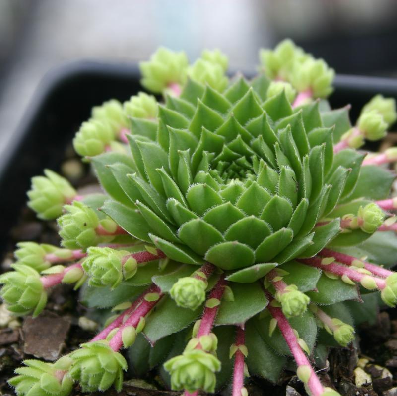 Hens and Chicks Sempervivum Green Wheel from Hillcrest Nursery