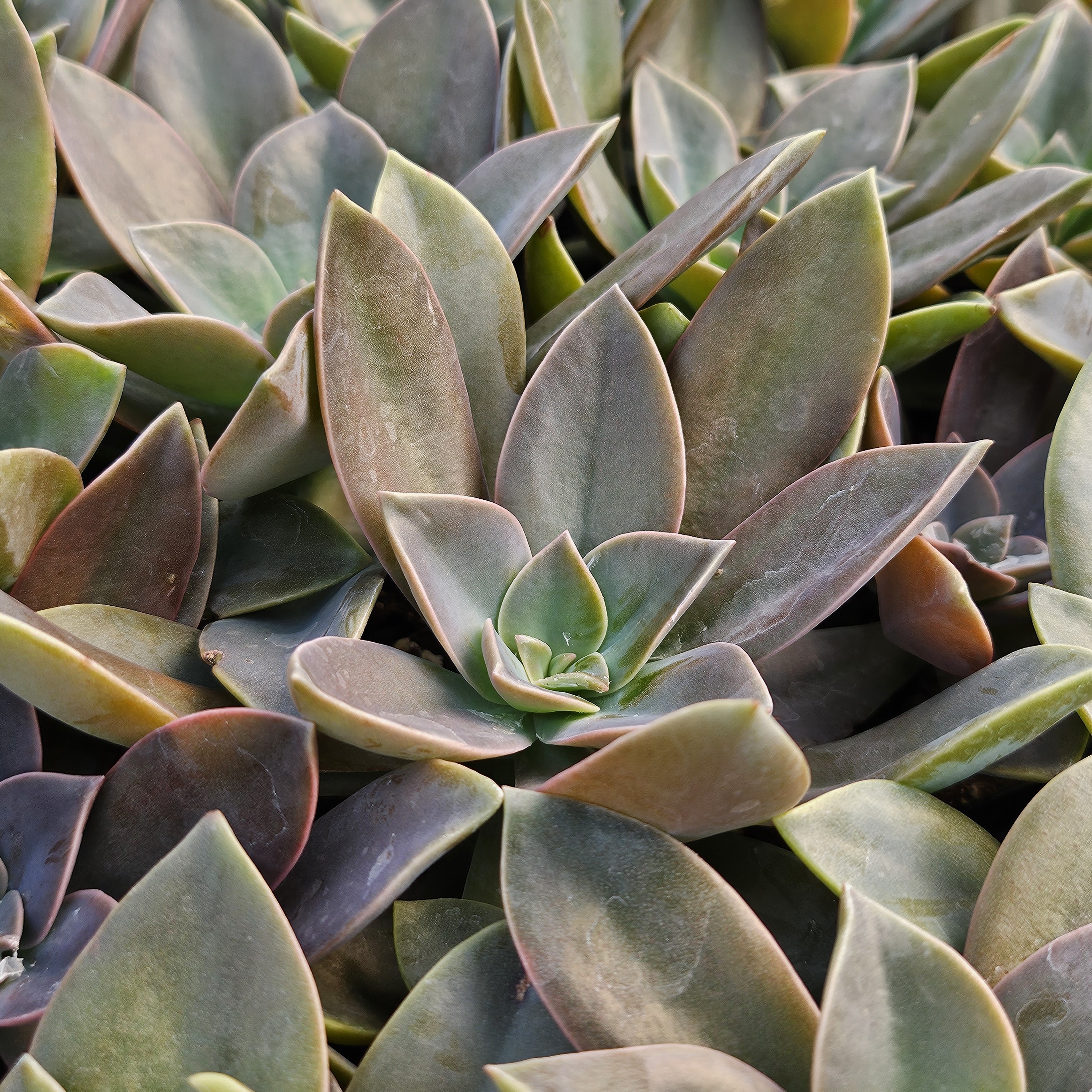 Graptoveria 'Fred Ives' - Graptoveria from Hillcrest Nursery