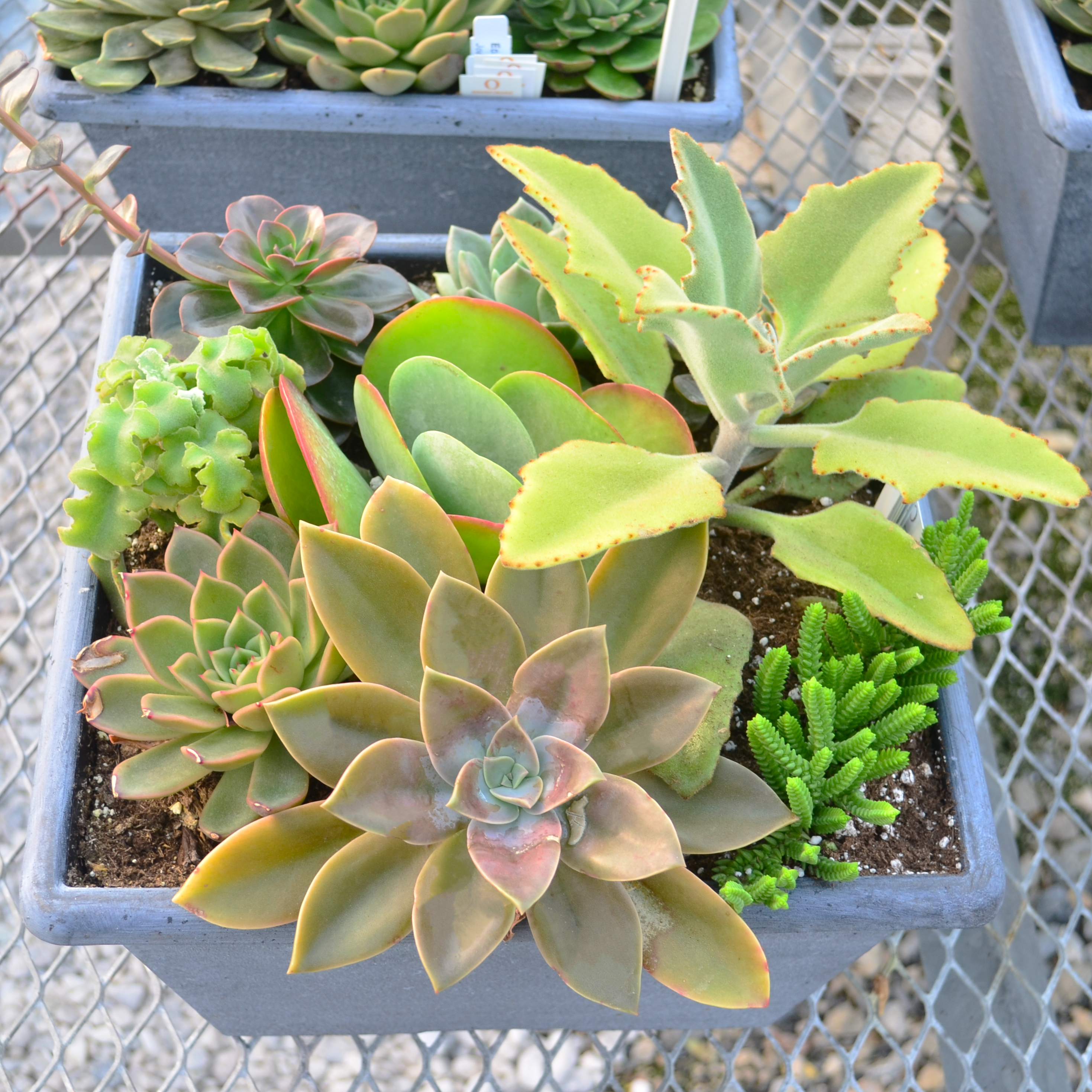 Succulents 'Square 14