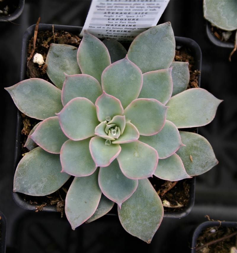 Echeveria Echeveria subsessilis from Hillcrest Nursery