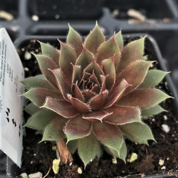 Sempervivum 'Royal Ruby' - Sempervivum Royal Ruby from Hillcrest Nursery