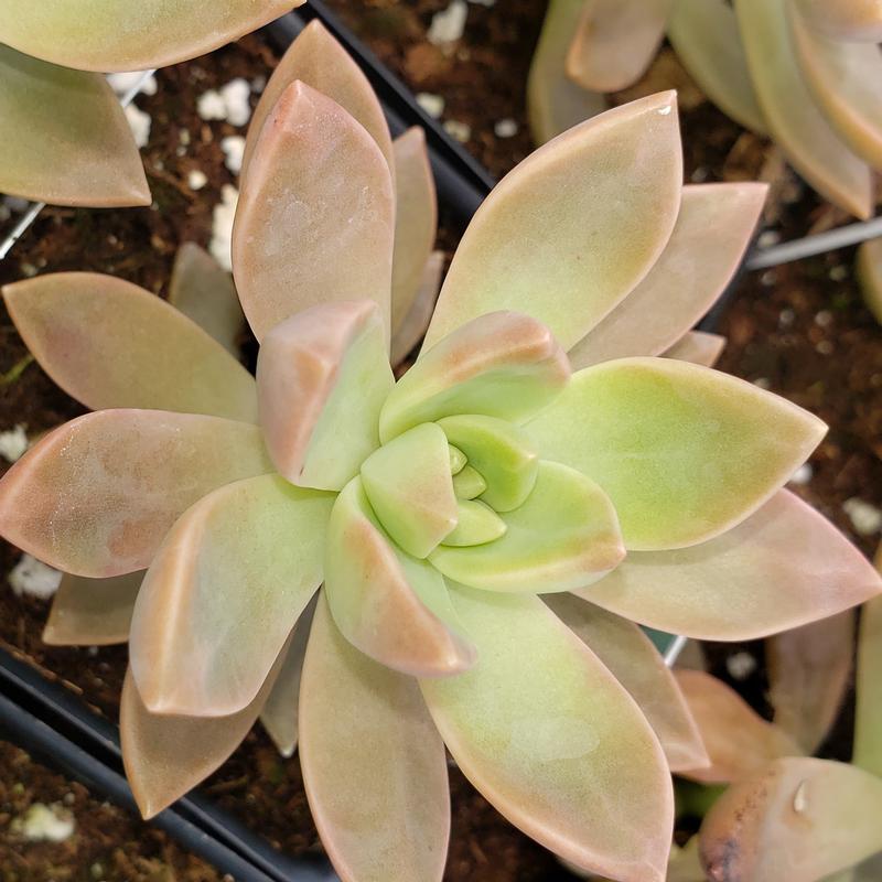 Graptosedum 'California Sunset' - Graptosedum California Sunset from Hillcrest Nursery